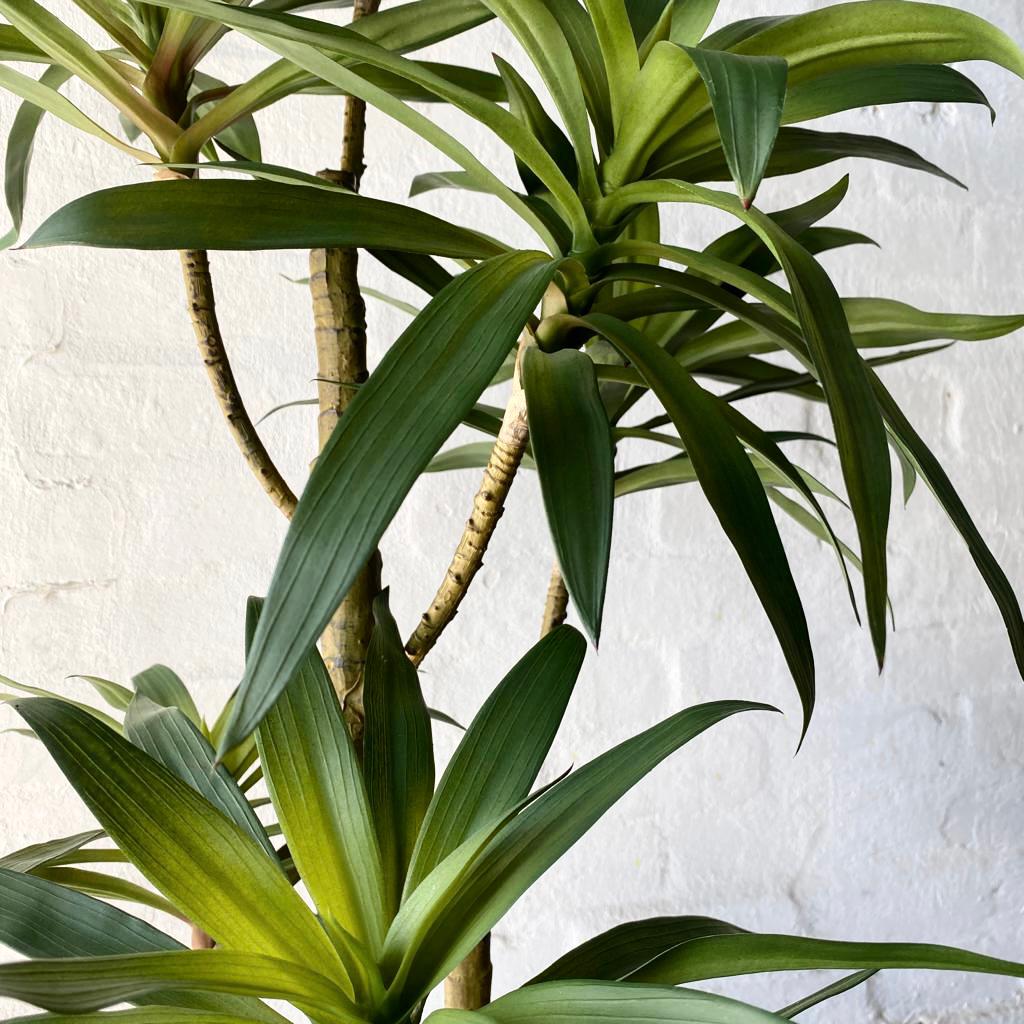 Artificial Yucca Tree