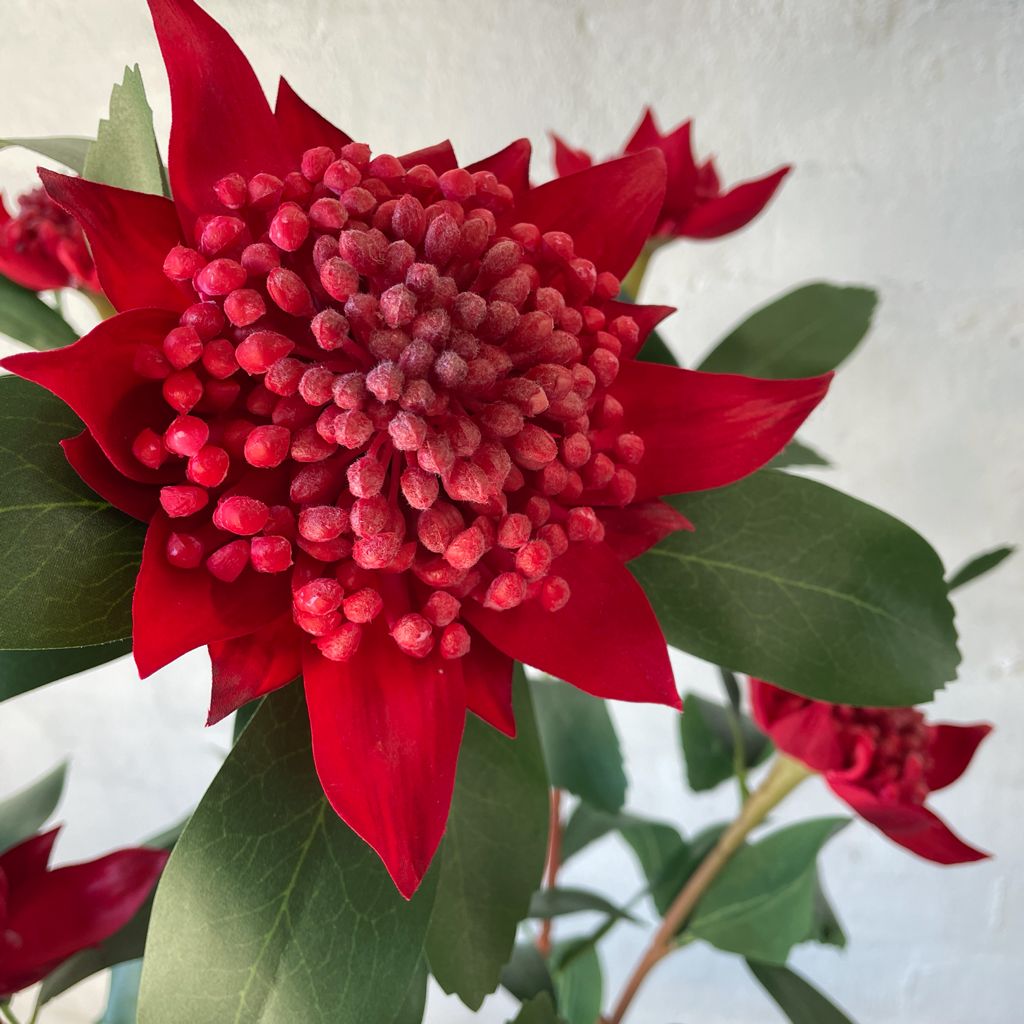 Artificial Waratah Plant