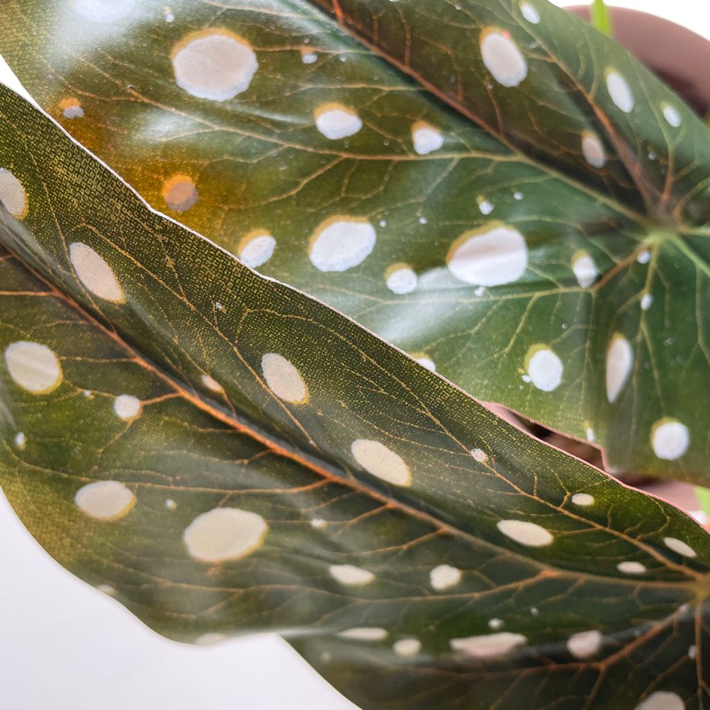 Artificial Polka Dot Begonia Plant