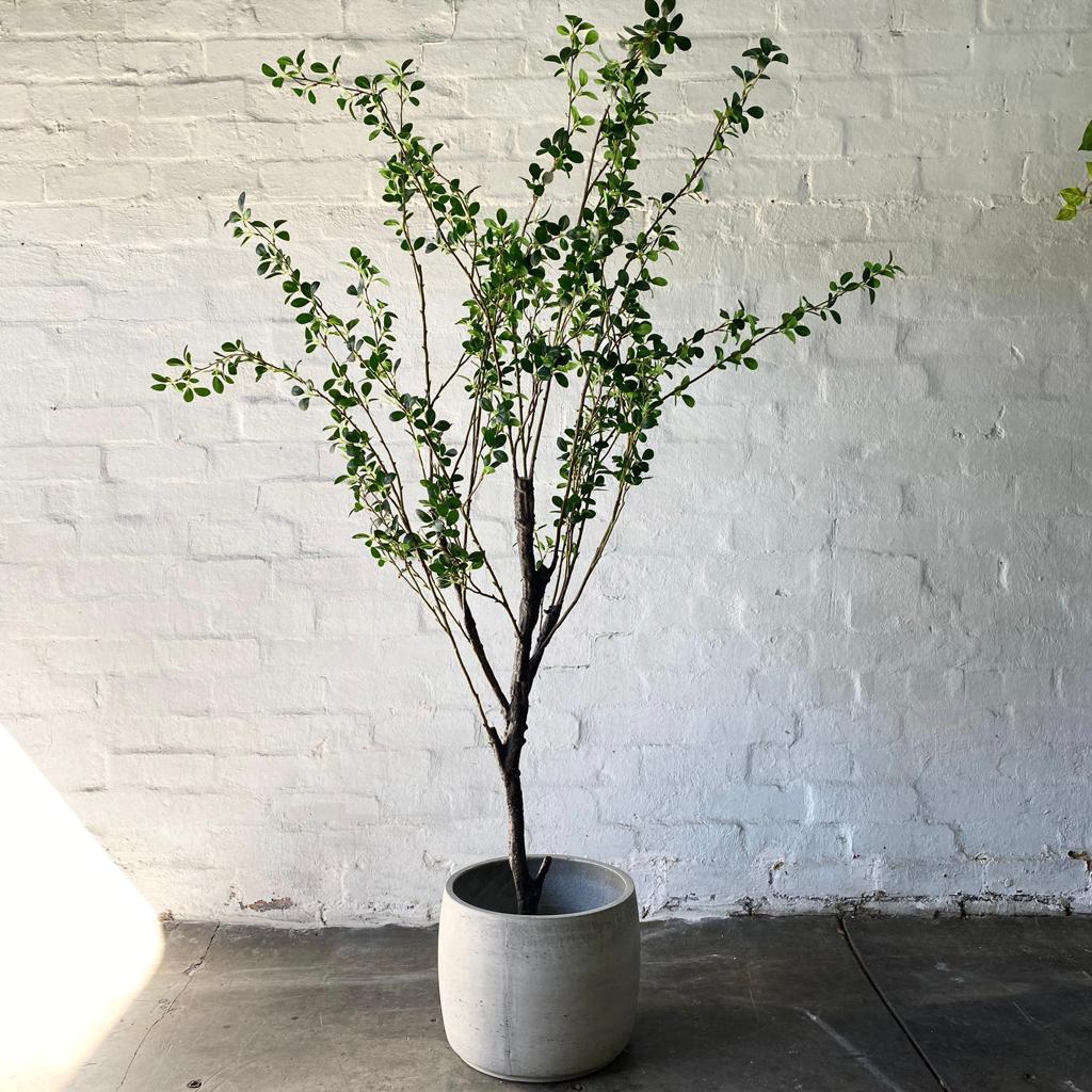 Artificial Fine Ficus Tree