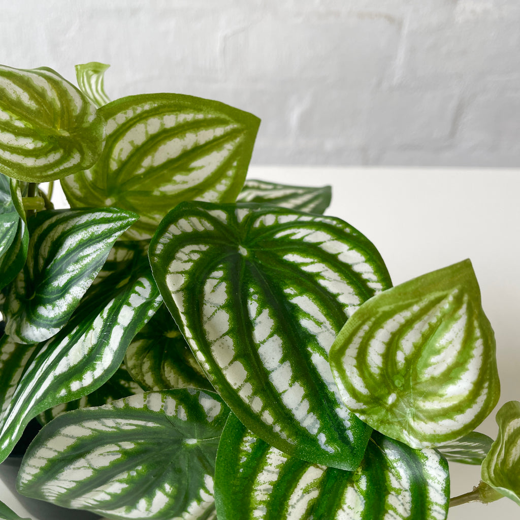 Artificial Peperomia Plant-Small