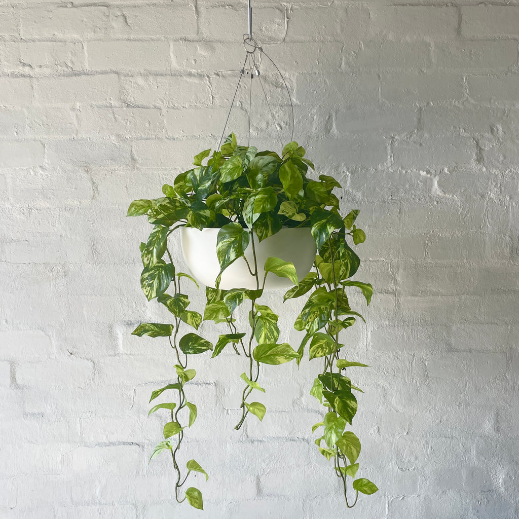 Artificial Hanging Pothos Queen