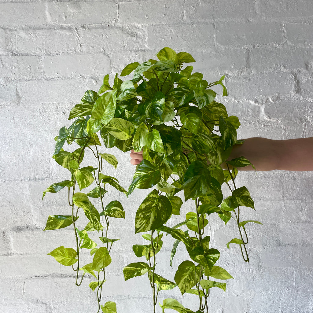 Artificial Hanging Pothos Queen