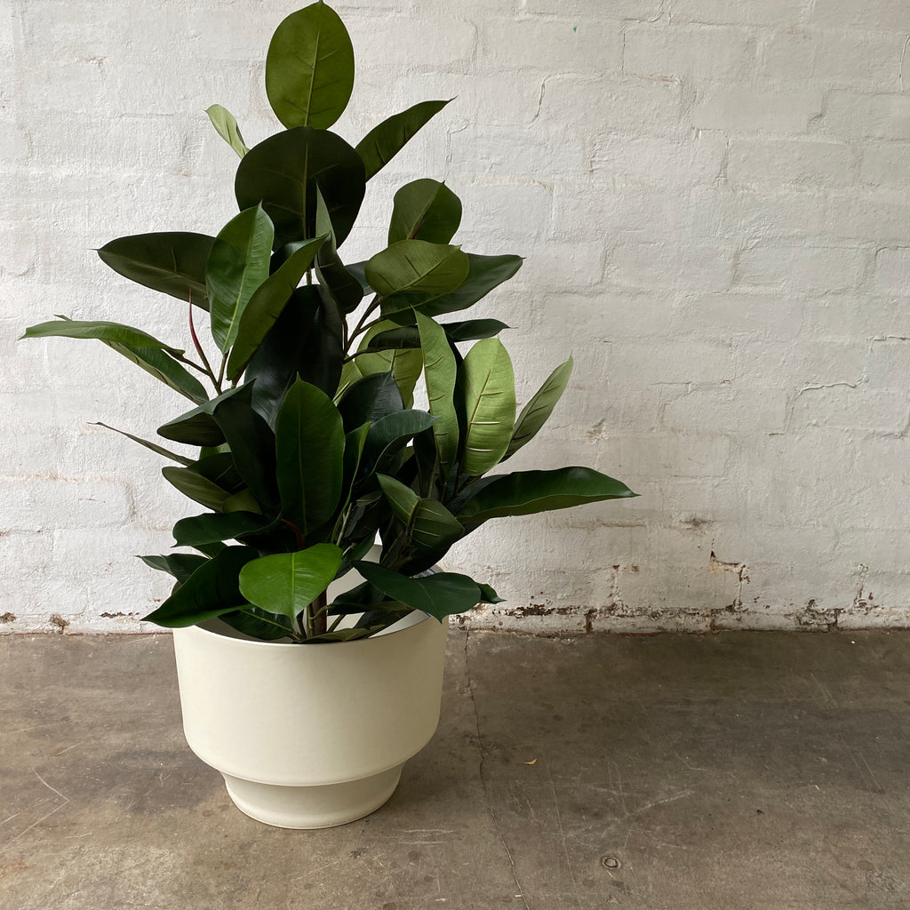 Artificial Rubber Tree-Short