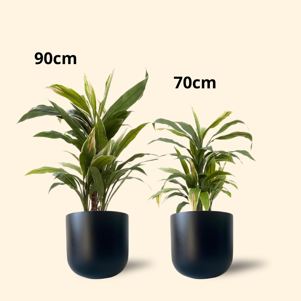 Artificial Cordyline Plant-Dark Green