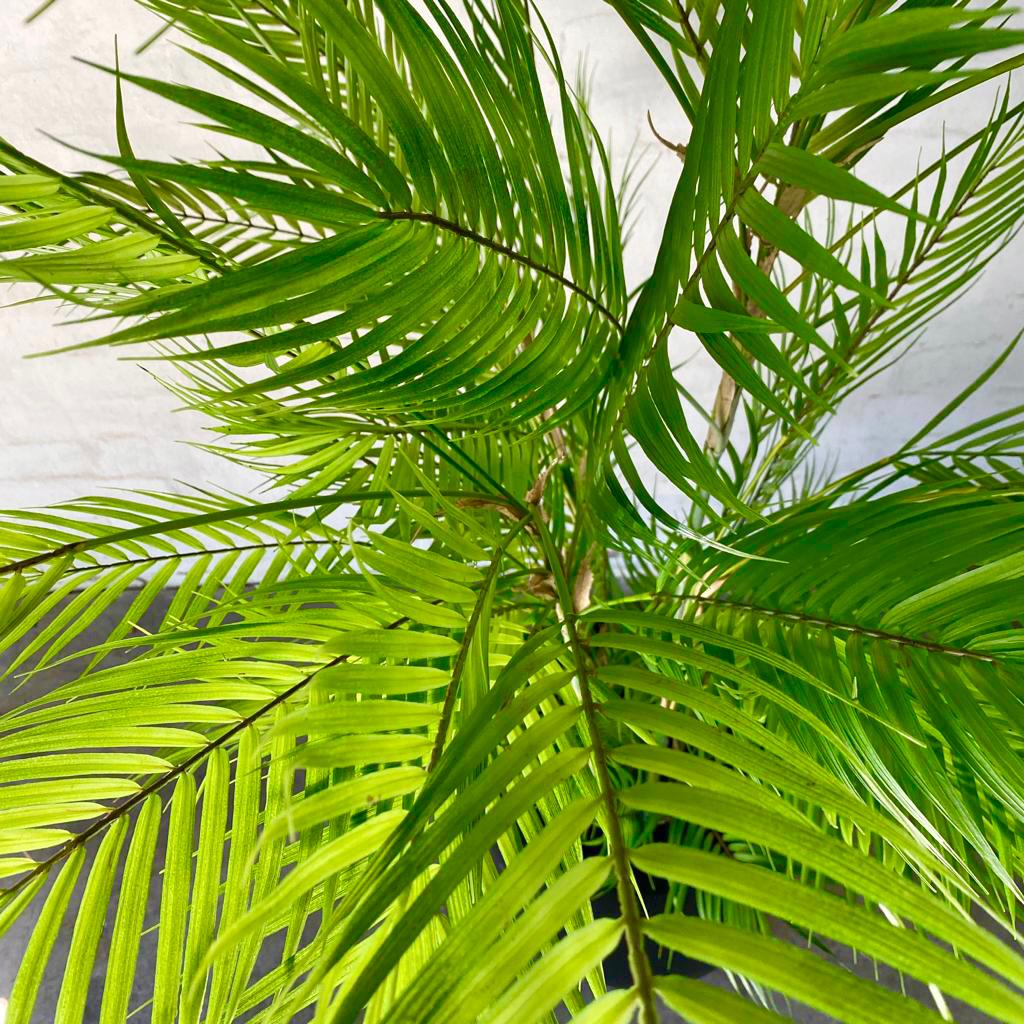 Artificial Phoenix Palm Tree