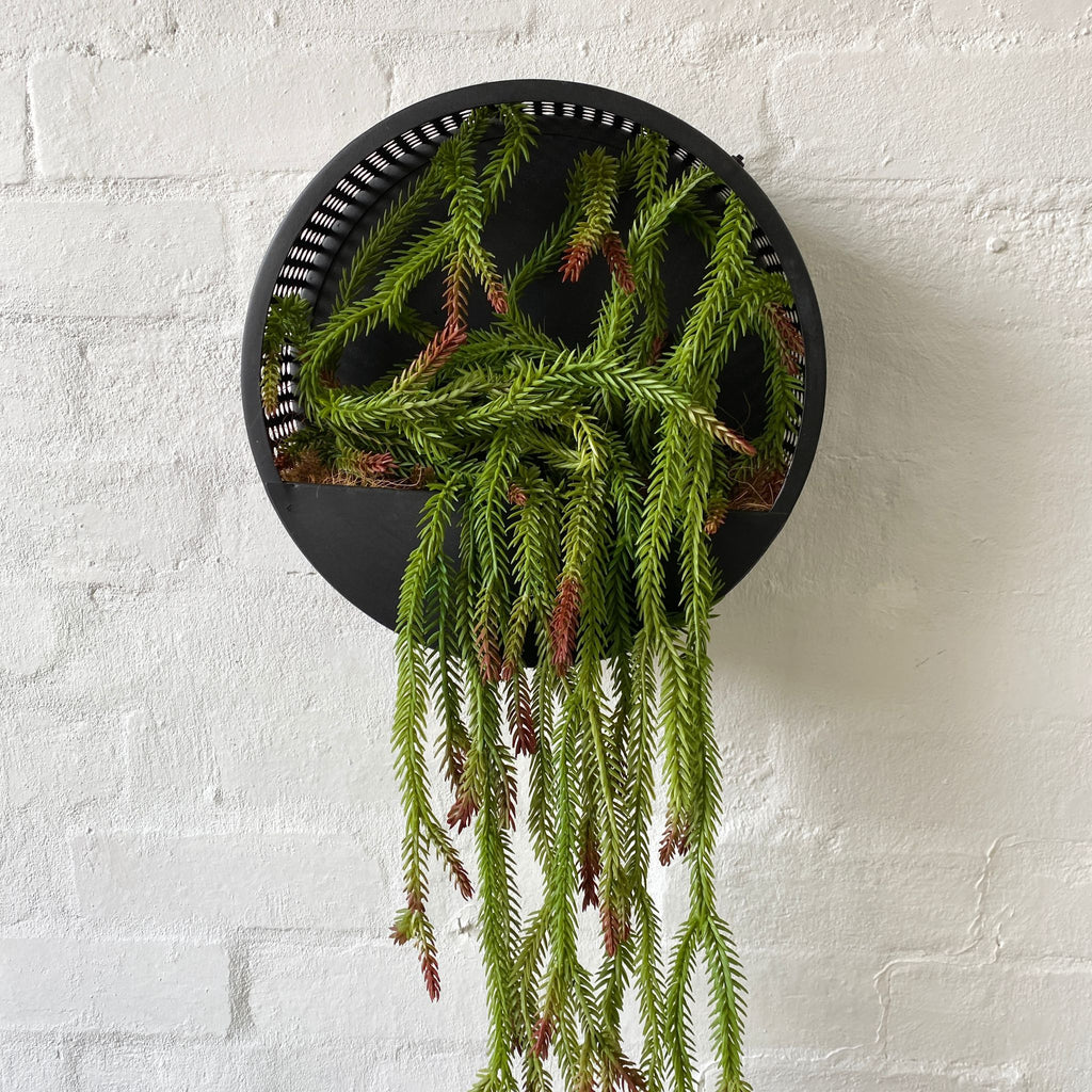 Artificial Hanging Cactus Plant