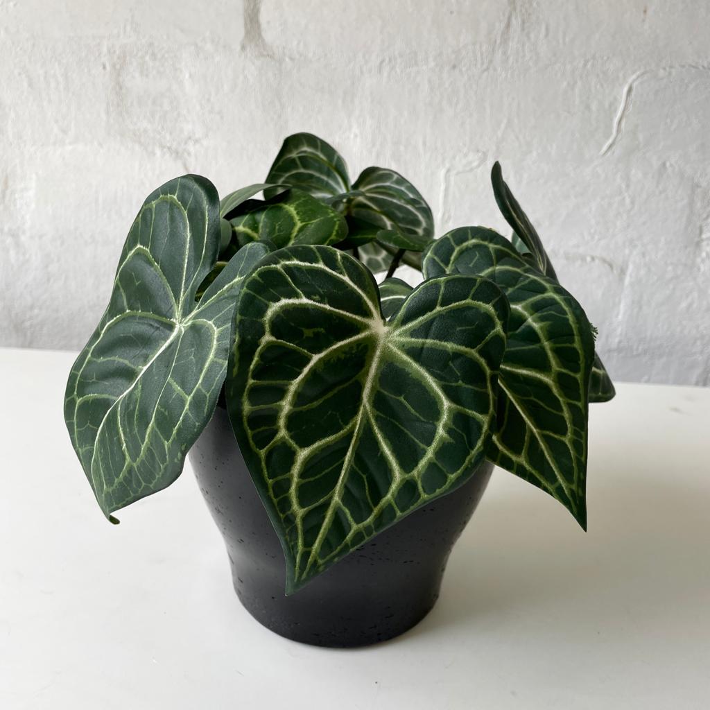 Artificial Syngonium Plant