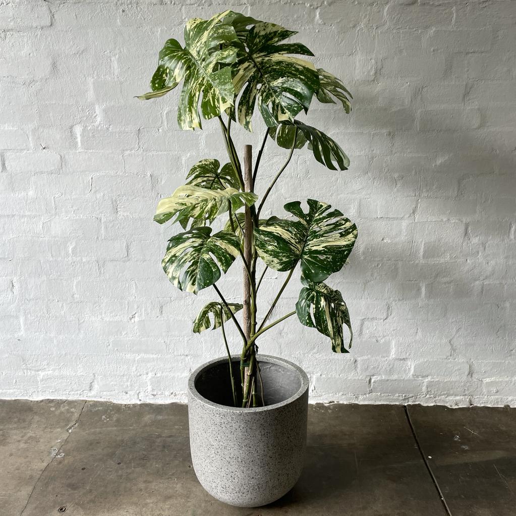 Artificial Variegated Monstera