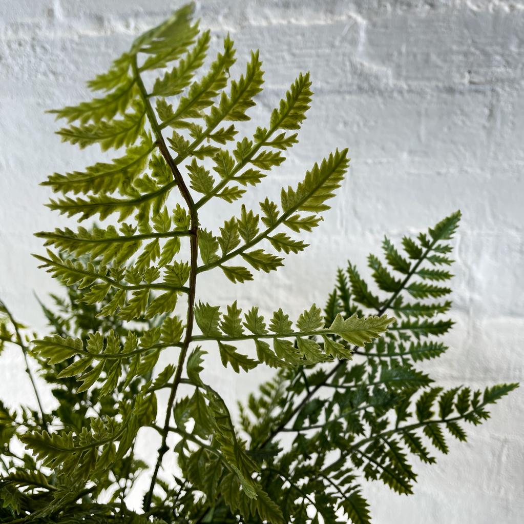 Artificial Royal Fern-Outdoor Plant