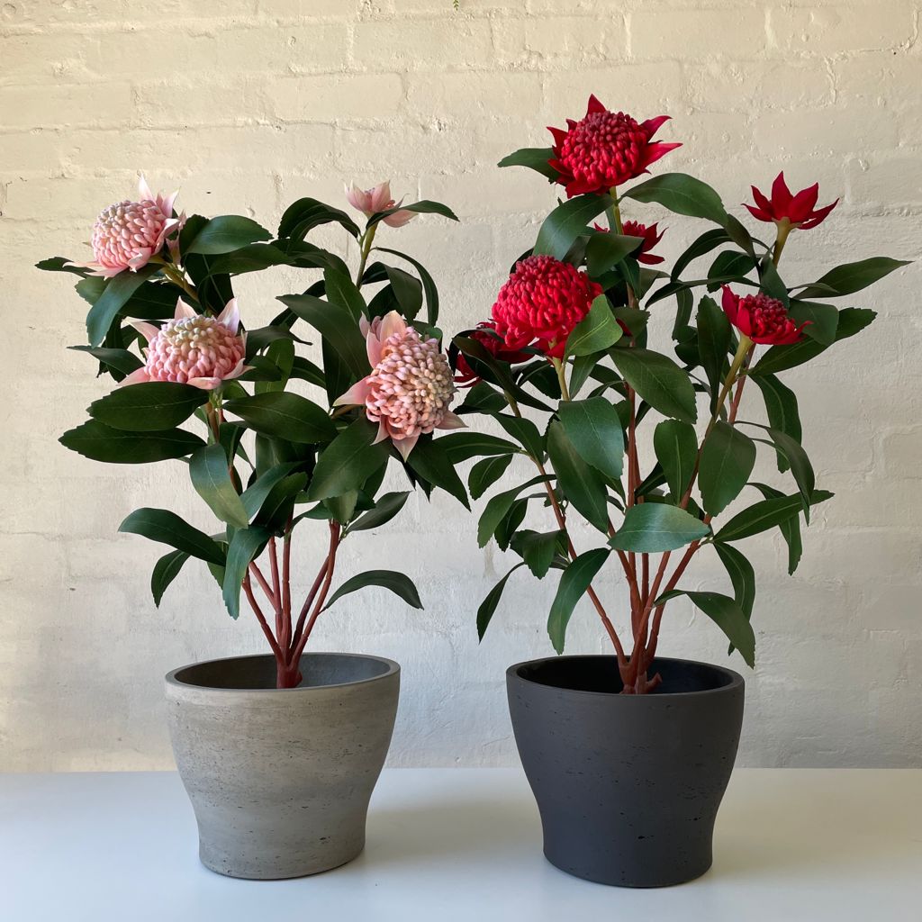 Artificial Waratah Plant