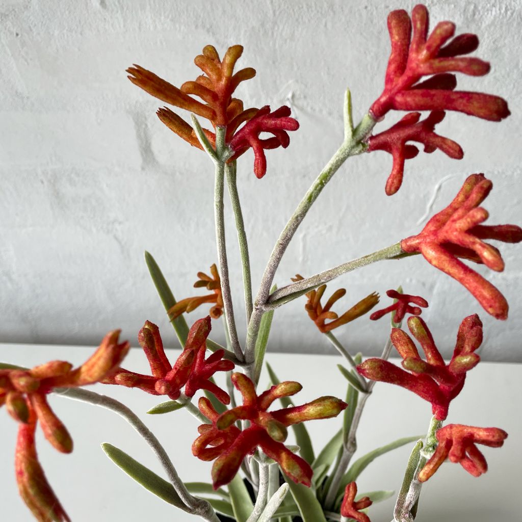 Artificial Kangaroo Paw