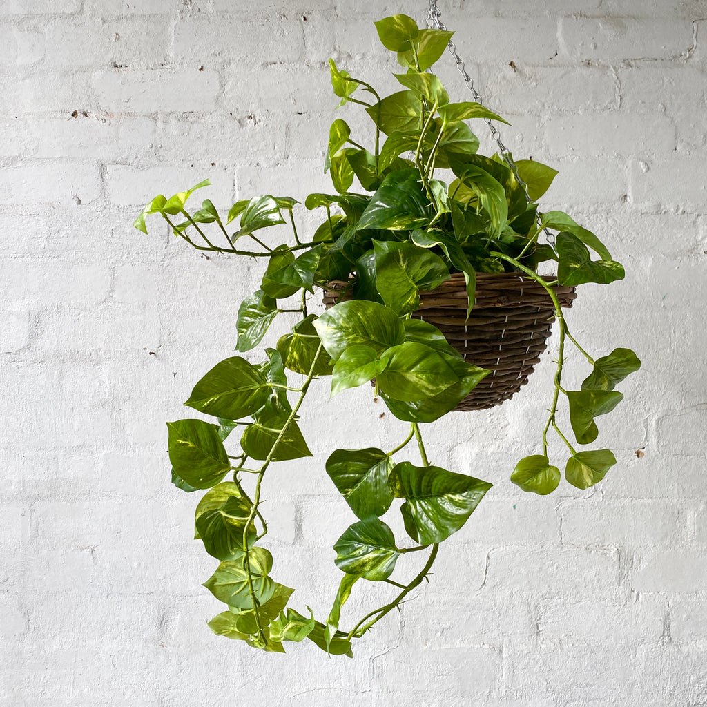 Artificial Pre Made Hanging Basket-Woven Basket with Pothos Plant