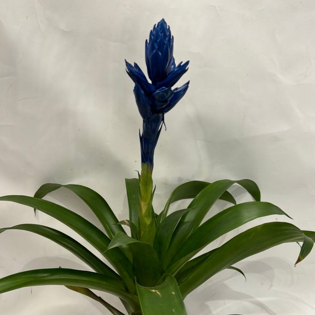 Guzmania ‘Candy’ Blue