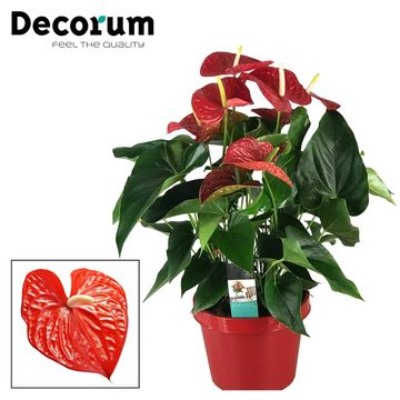 Flamingo Flower | Michigan Red