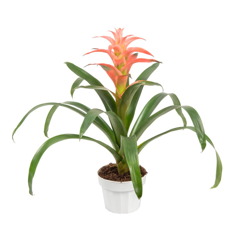 Bromeliad | Guzmania | Melissa