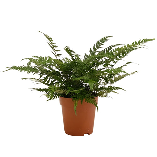 Lady Fern