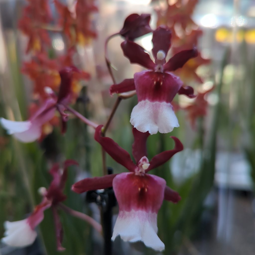 Cambria Orchid |  Renaissance