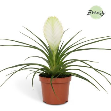 White Quill Plant | Biancini