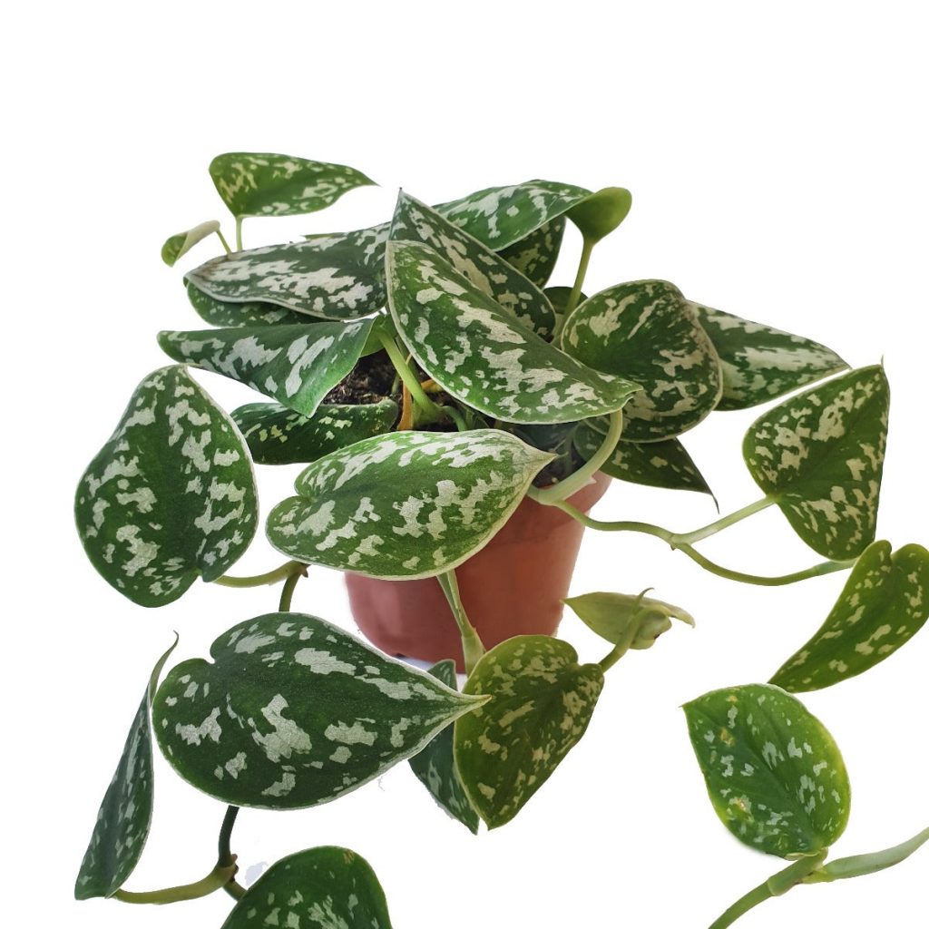 Satin Pothos