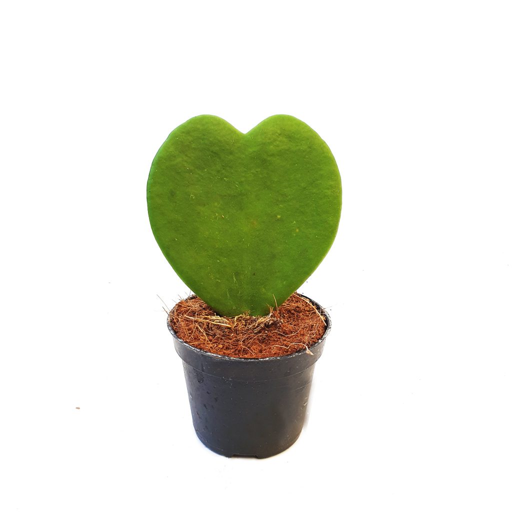 Heart Plant | Kerrii