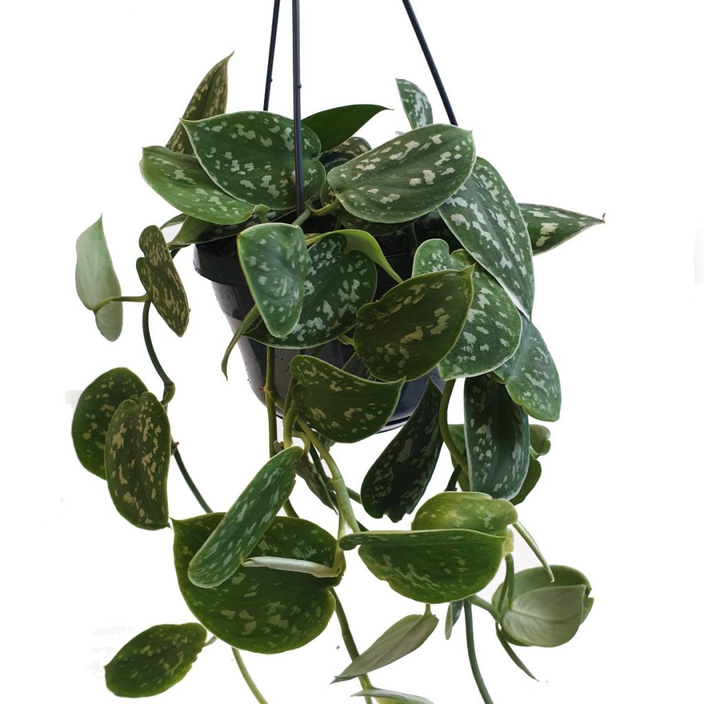 Satin Pothos