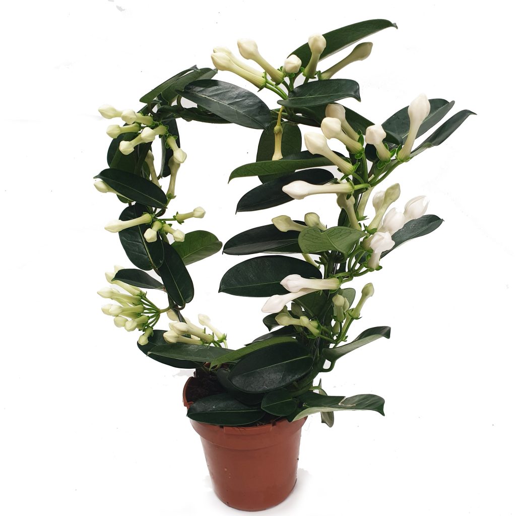 Madagascar Jasmine