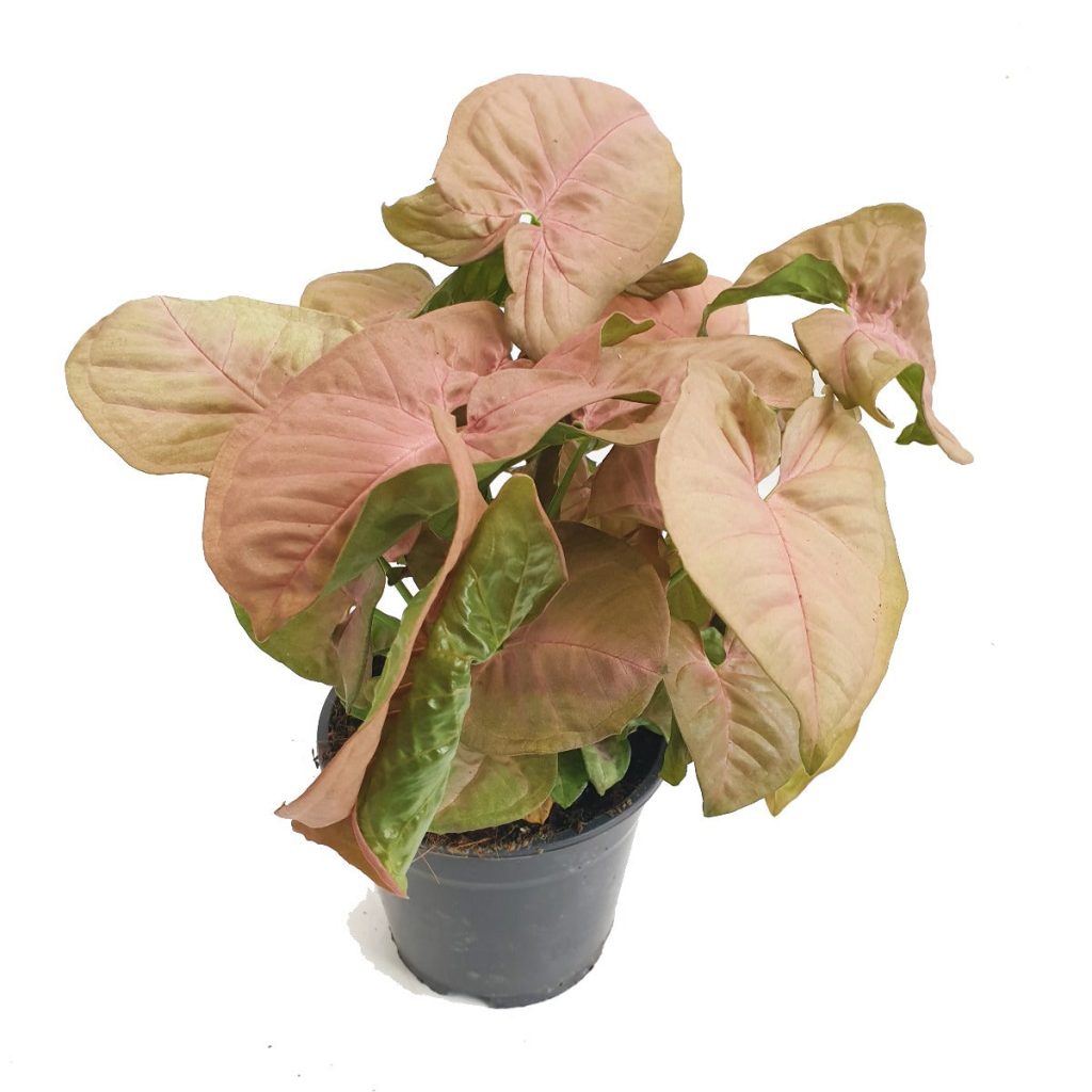 Pink Arrowhead Vine | Hard To Find