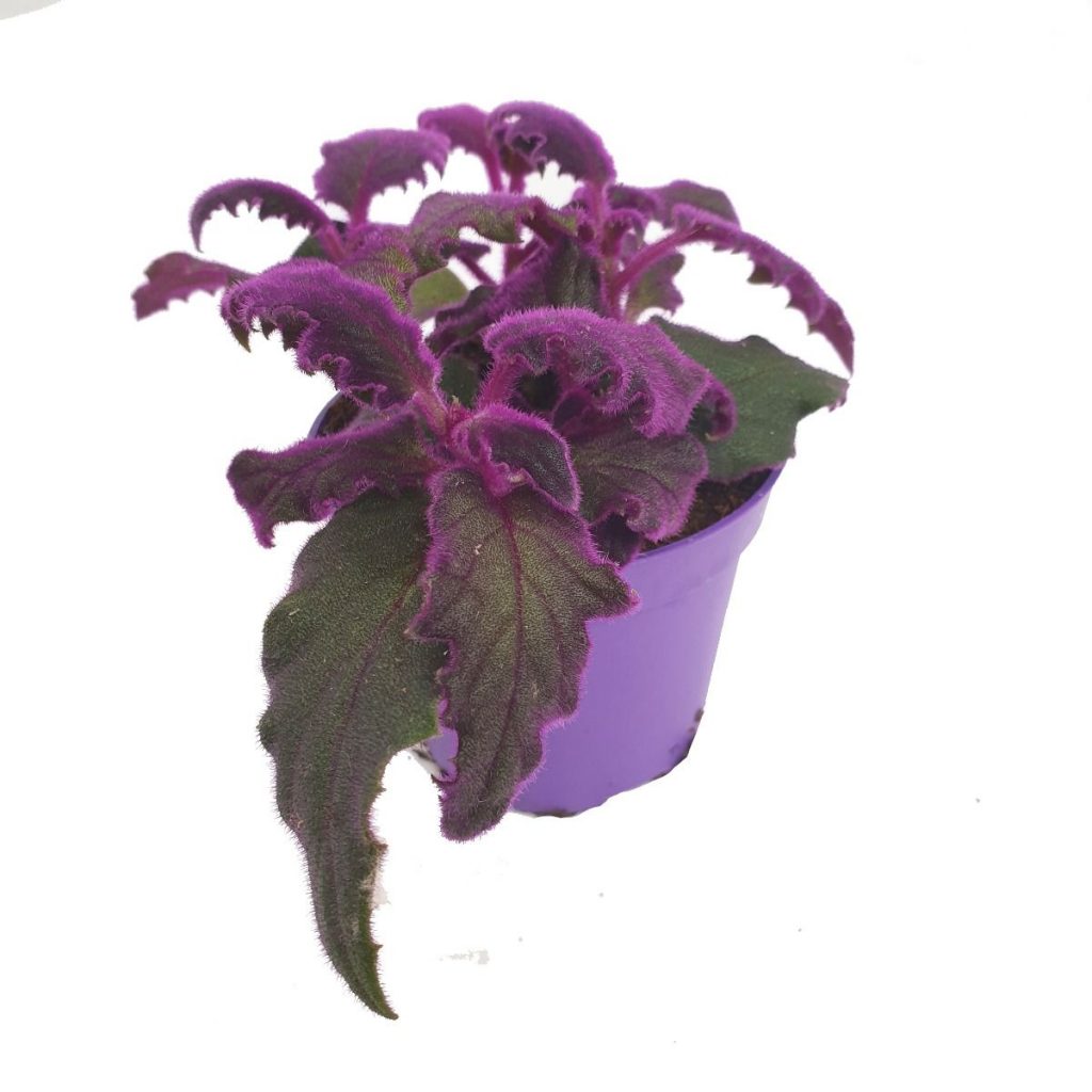 Velvet Plant | Purple Passion