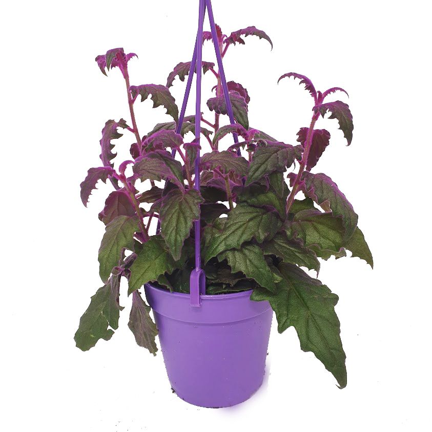 Velvet Plant | Purple Passion