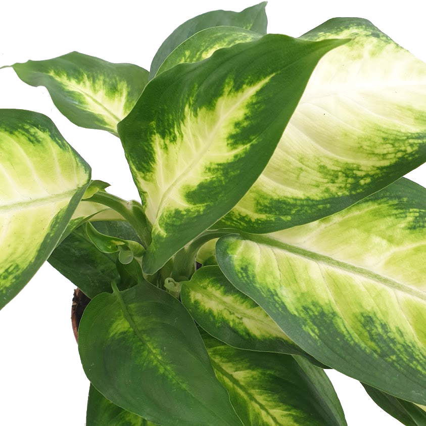 Dumb Cane | Camilla