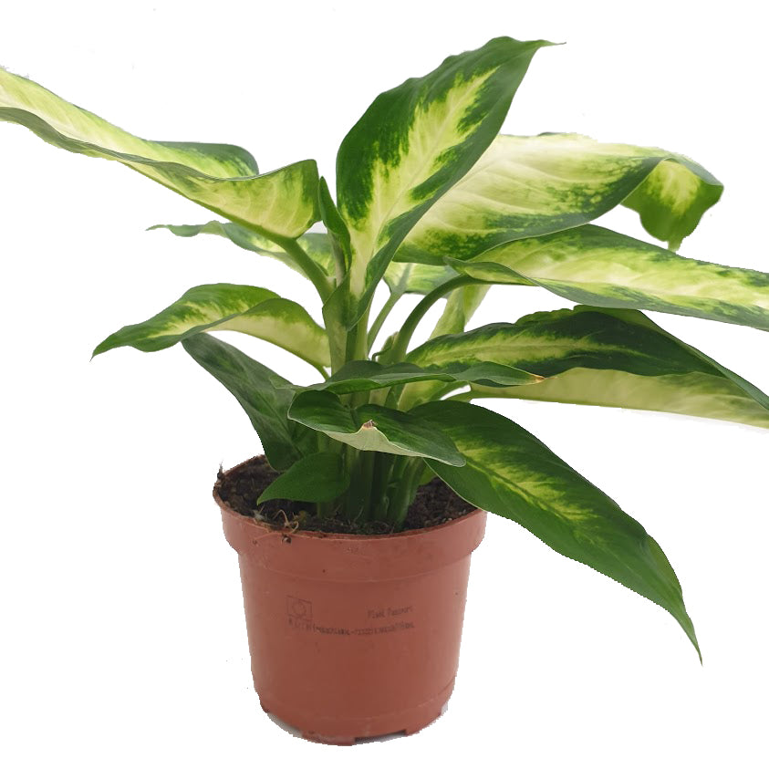 Dumb Cane | Camilla