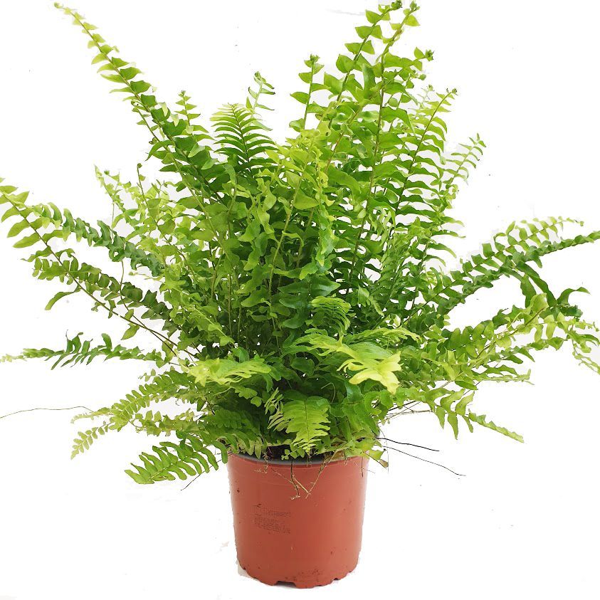 Boston Fern | Green Moment