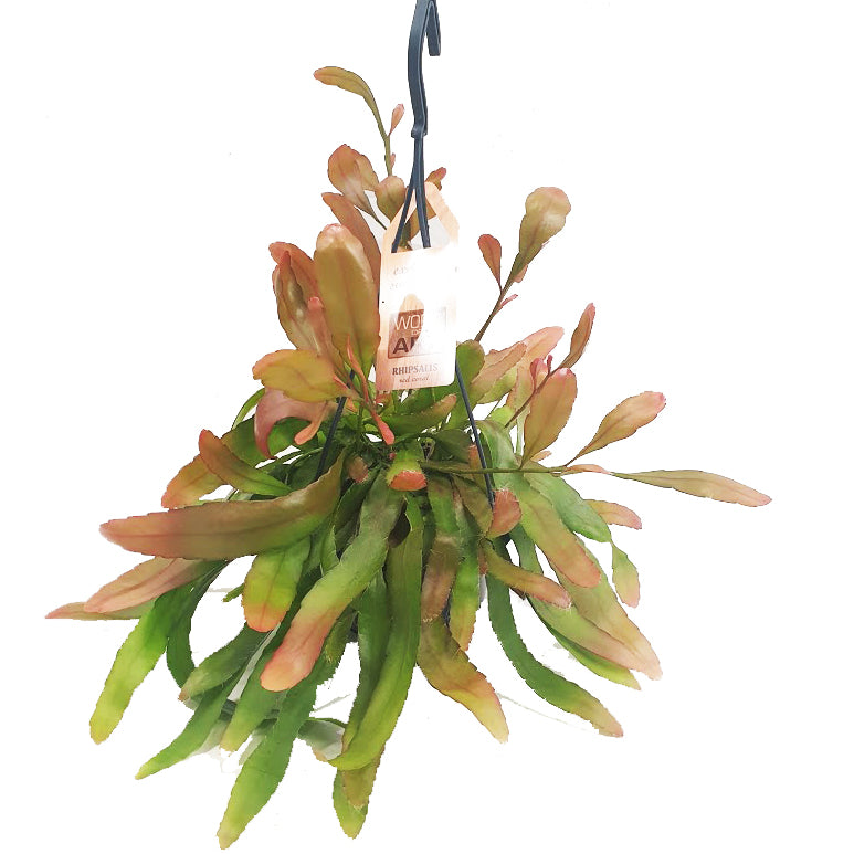 Mistletoe Cactus | Red Coral