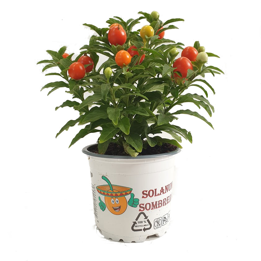 Nightshade Plant | Christmas Cherry