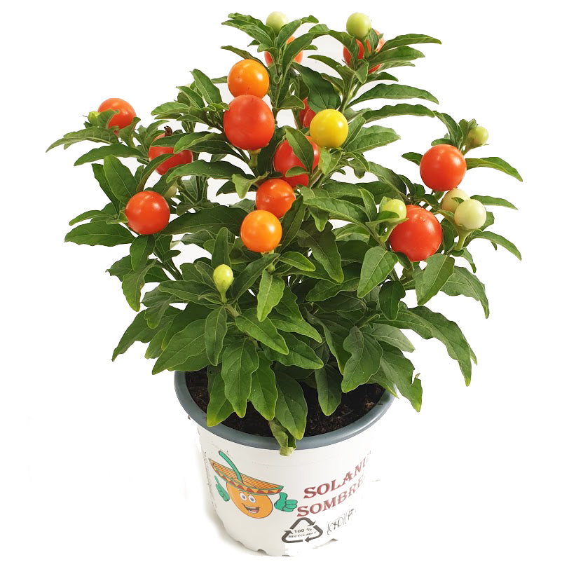 Nightshade Plant | Christmas Cherry