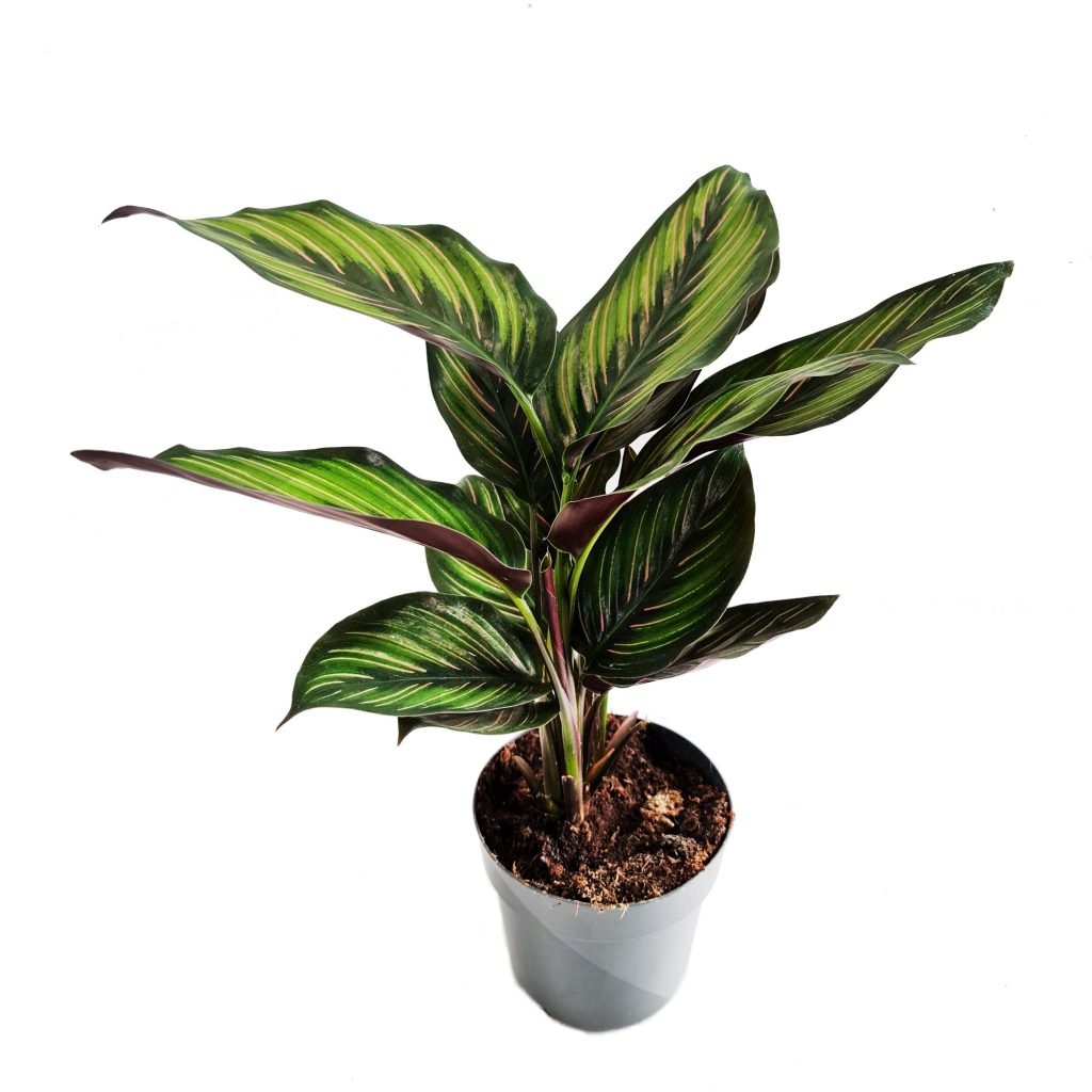 Prayer Plant | Beautystar