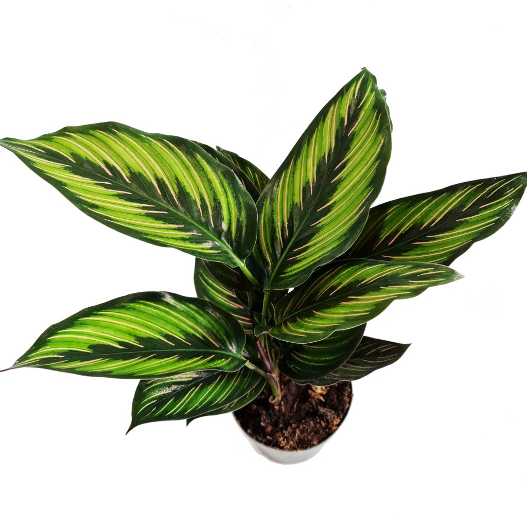 Prayer Plant | Beautystar