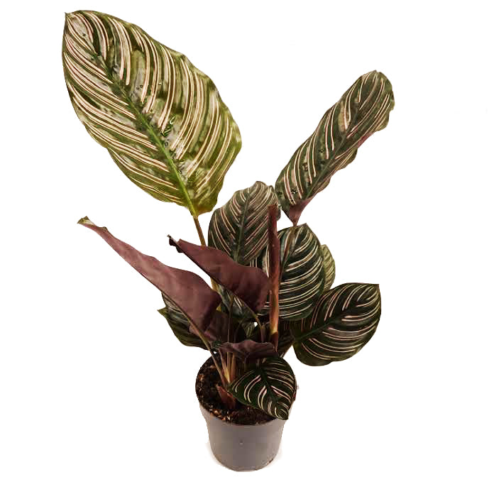 Prayer Plant | Sanderiana