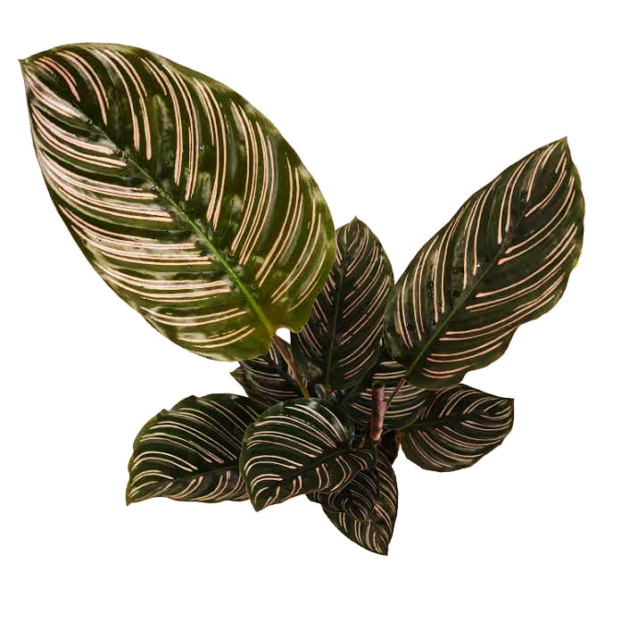 Prayer Plant | Sanderiana