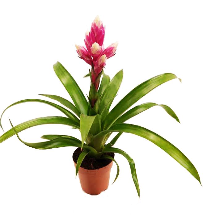 Guzmania ‘Candy’