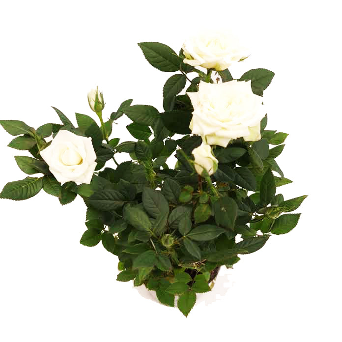 Flowering Rose | White