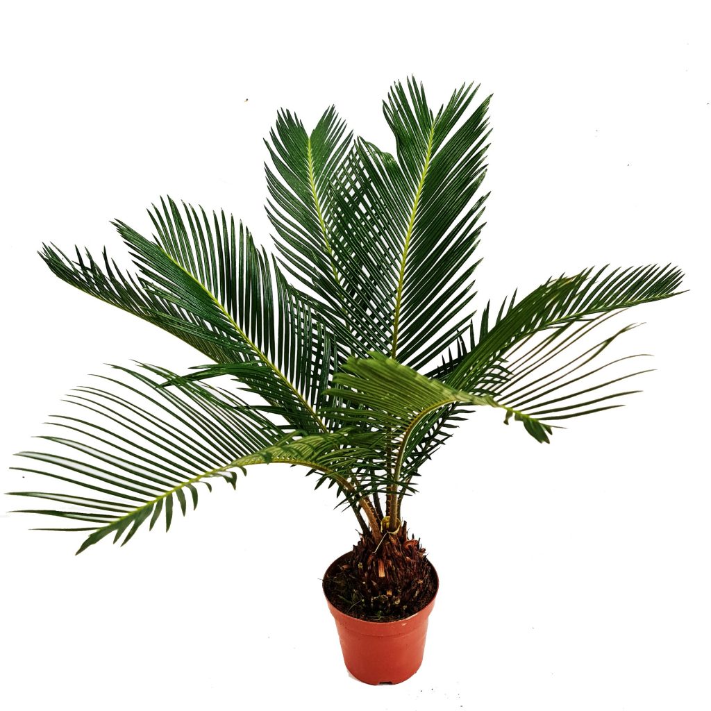 Sago Palm