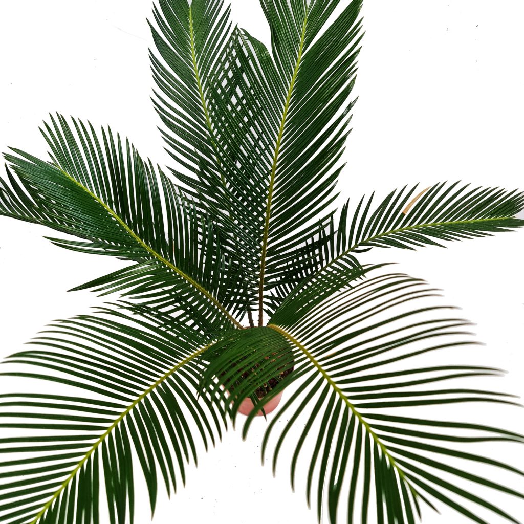 Sago Palm