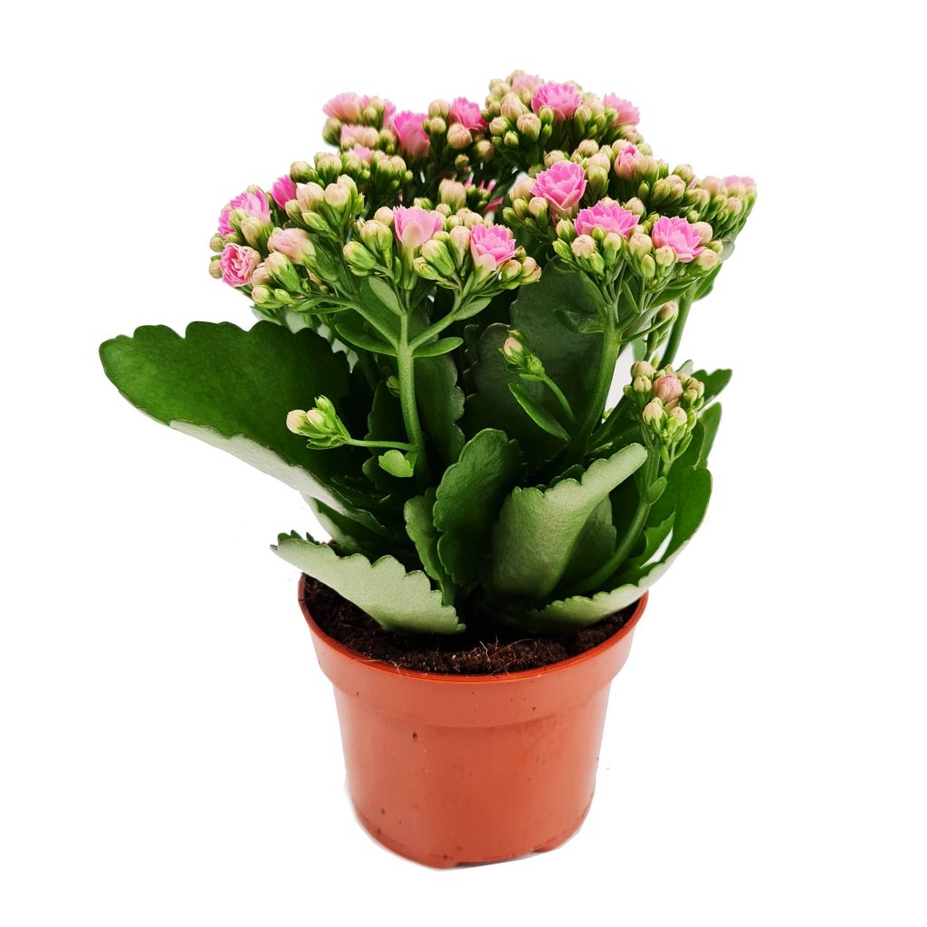 Pink Kalanchoe