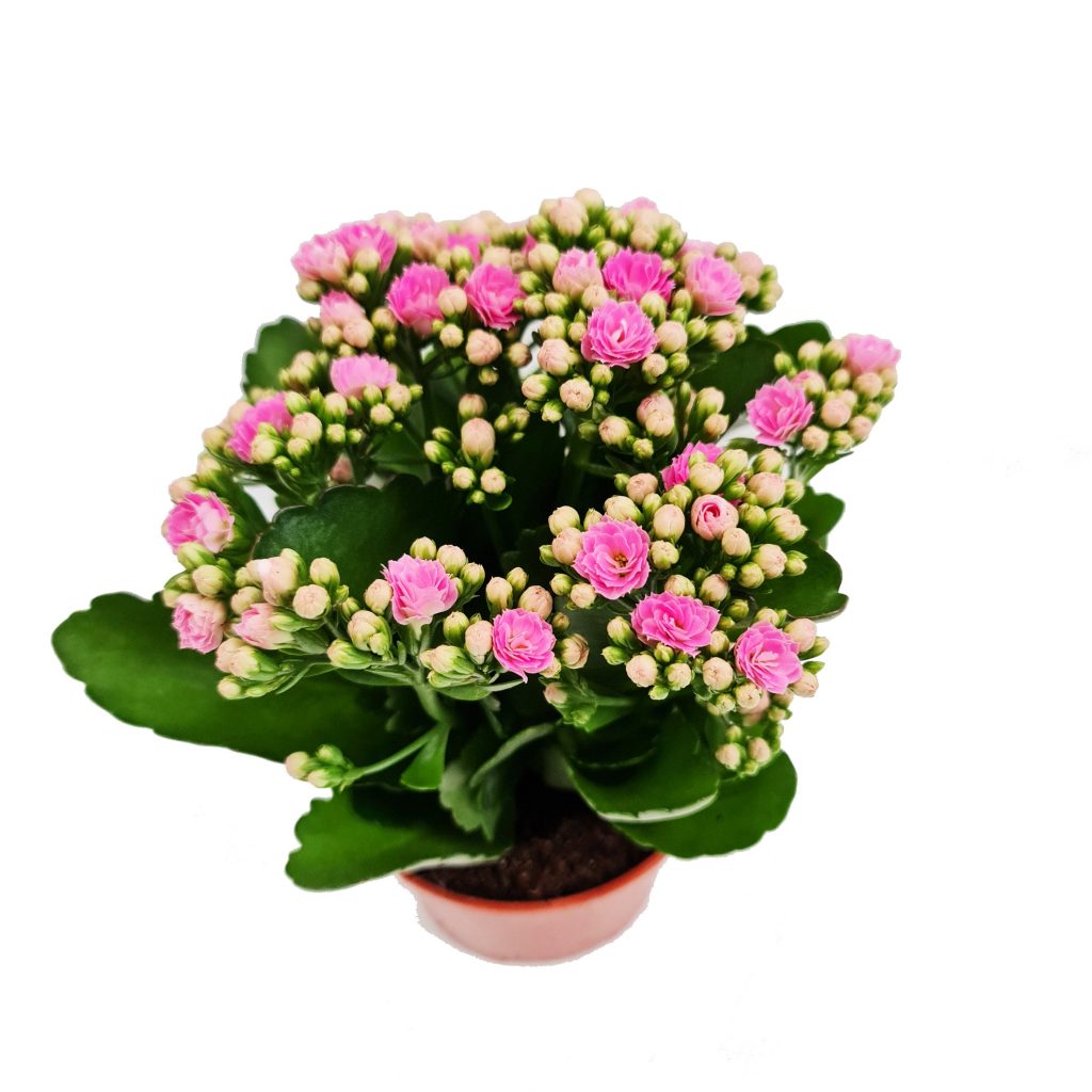 Pink Kalanchoe