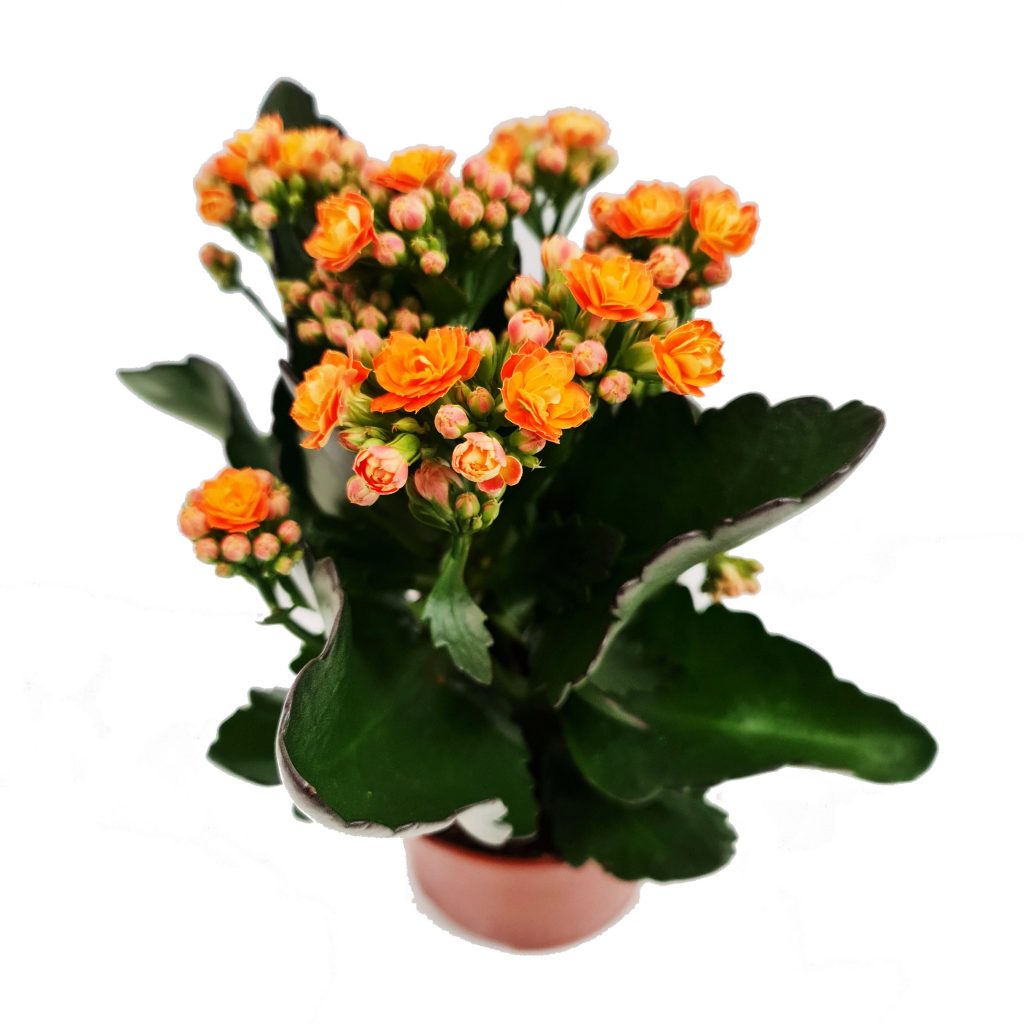 Orange Kalanchoe