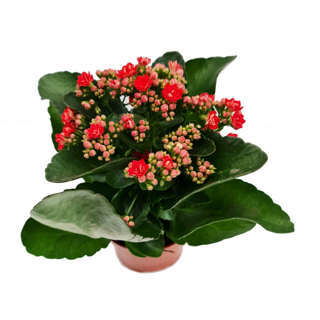 Flowering Red Kalanchoe