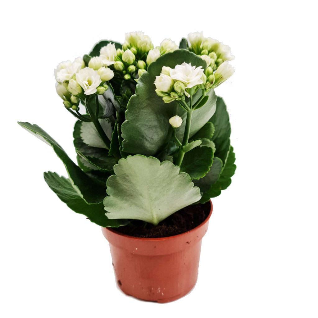 White Kalanchoe