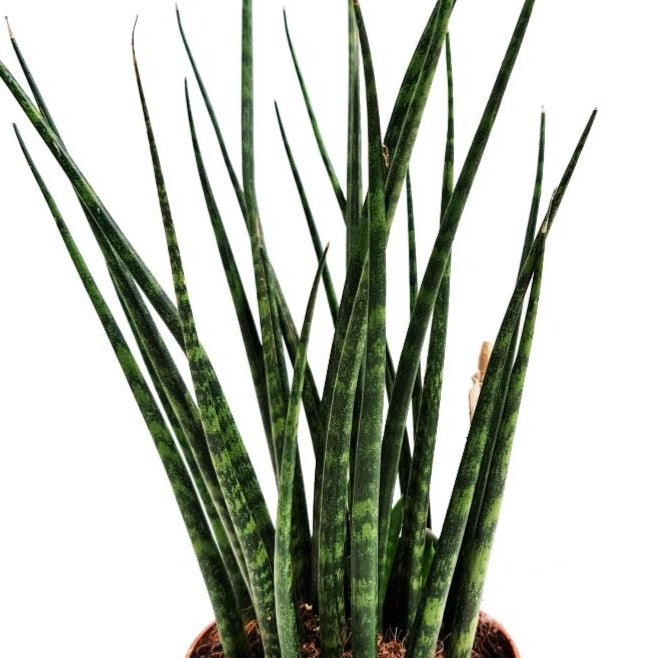 Snake Plant | Fernwood Mikado